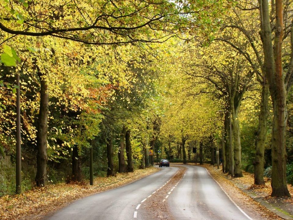 The Emotional Life of the Arboriculture Consultant