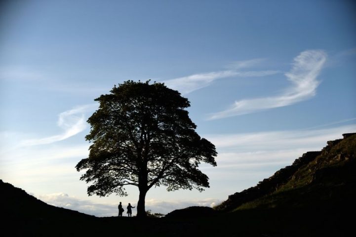 Sycamore Tree