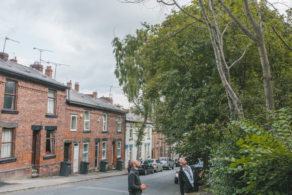 Tree Risk Survey in Yorkshire