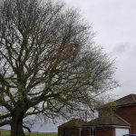 trees-housing development