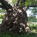 Old Man of Calke