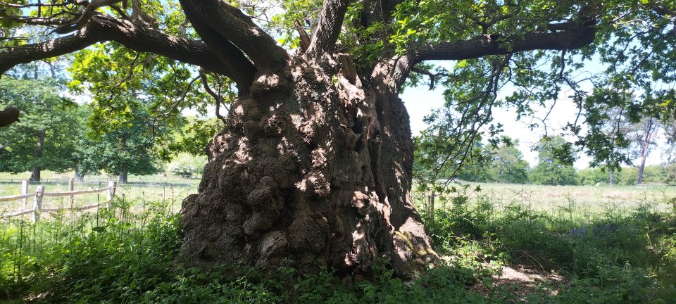 Old Man of Calke